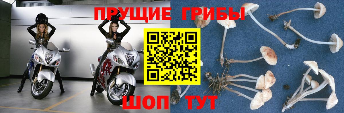 Псилоцибиновые грибы Psilocybe Бузулук